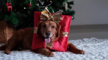 Golden retriever, Noel ağacının altında yatar, kafasında kırmızı hediye kutusu şeklinde bir şapka ve kafasında da altın bir fiyonk vardır. Tatil için komik bir hediye. Yeni yıl için en iyi hediye..