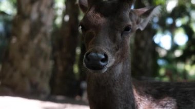 Sambar geyiğinin tropikal iklimdeki bir parkta yatan portresi. Hayvanat bahçesinde dinlenen küçük boynuzları olan güzel kahverengi geyik. Vahşi yaşam koruması.