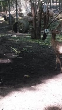 Çamurda savaşan bir grup genç erkek Sambar geyiğinin orta boy fotoğrafı. Devasa boynuzlarıyla çarpışırlar ve birbirlerini iterler. Geyiklerin arasında dövüşerek..
