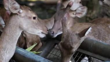 Yaprak yiyen ve onları uzun süre çiğneyen birçok Sambar geyiğinin portresi. Geyiklerin serbestçe etrafta dolaştığı hayvanat bahçesindeki sevimli kahverengi geyik. Geyik yemeği.