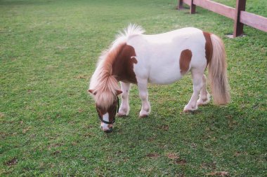 Dağlardaki yeşil bir çayırda midillilerin otladığı ve çitin arkasındaki otları yediği yer. Turistlerin dinlenmek için gelebileceği bir köy çiftliği. Huzur ve sükunet.