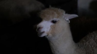 Kapalı bir çiftlikte yaşayan ve çitlerin arkasında yatan siyah arka planda beyaz alpakanın yakın portresi. Köy çiftliğinde ekolojik turizm. Lamaların ve alpakaların üremesi. Hayvanlardan yün ve kürk.