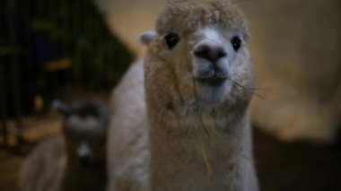 Siyah arka planda beyaz alpaka portresi, çitin arkasında çim çiğniyor. Alpakaları beslemek, köy çiftliğinde eko-turizm. Lamalar ve alpakalar üretiyor. Hayvan yünü ve kürkü.