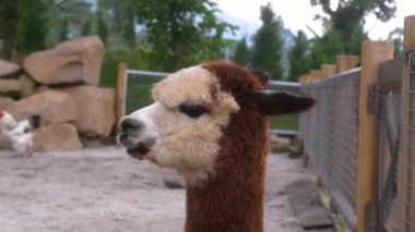 Dağlardaki bir çiftlikteki sevimli, tüylü kahverengi alpakanın yakın plan portresi, etrafına bakıyor ve çimenleri çiğniyor. Köy çiftliğinde eko-turizm. Lamalar ve alpakalar üretiyor. Hayvan yünü ve kürkü.