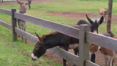 Dağlarda bir çiftlikte bulunan eşek ağılının manzarası. Turistler için ekolojik çiftlik. Eşekler tarlada otlar ve otlar yer..