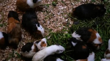 Birçok kahverengi beyaz ve siyah kobay testere talaşı üzerinde bir kafeste oturur ve taze ot yer. Çiftlik ve evcil kırsal hayvanların olduğu bir hayvanat bahçesi. Tatlı hamsterlar ot çiğniyor..