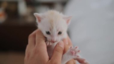 Genç bir kız tarafından tutulan beyaz ve kırmızı bir kedi yavrusunun yakın çekimi. Kedi yavrusu çığlık atıyor ve etrafa bakıyor, çok küçük ve annesini arıyor..