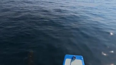Bir teknenin pruvasında yüzen yunusların yukarıdan görünüşü, yüzgeçlerini göstererek sudan atlarlar ve suyun altına dalarlar. Bir grup yunus tekneye eşlik ediyor ve dalgalarda eğleniyorlar..