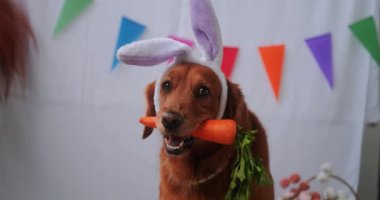 Tavşan kulaklığı takmış komik bir golden retriever köpeğinin portresi ve ağzında havuç tutması Paskalya bayramı süslemelerinin arka planına karşı..