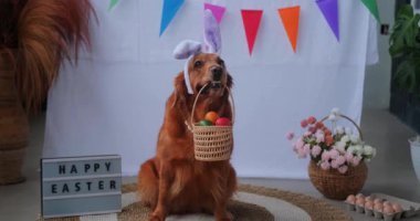 Tavşan kulaklığı takan komik bir golden retriever köpeği Paskalya bayramı süslemelerinin arka planında oturur ve ağzında renkli yumurta sepeti taşır. Kutsal Paskalya Köpeği. Bahar geldi..
