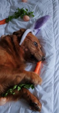 Golden Retriever köpeği yatak odasında beyaz bir battaniyenin üzerinde yatıyor, kafasında tavşan kulaklığı olan bir saç bandı var ve havuç yiyor. Yakında Paskalya yumurtaları var. Bahar tatili.
