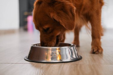 Bir Golden Retriever köpeğinin portresi mutfaktaki demir bir kaseden kuru yiyecek yiyor. Vitamin içeren bir hayvan için uygun ve sağlıklı bir diyet. Evcil hayvan mağazası afişi.