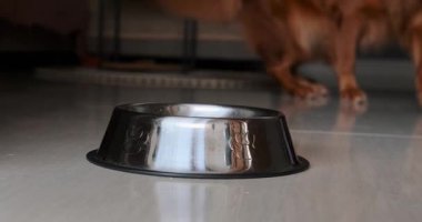 Bir Golden Retriever köpeğinin portresi oturma odasındaki demir bir kaseden kuru yiyecek yiyor. Vitamin içeren bir hayvan için uygun ve sağlıklı bir diyet. Evcil hayvan mağazası afişi.