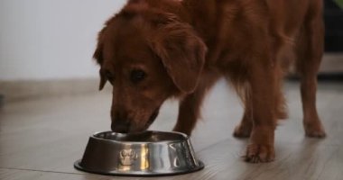 Bir Golden Retriever köpeğinin portresi mutfaktaki demir bir kaseden kuru yiyecek yiyor. Vitamin içeren bir hayvan için uygun ve sağlıklı bir diyet. Evcil hayvan mağazası afişi.