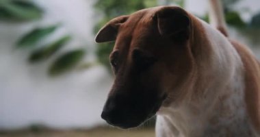 Bahçede kuyruğunu sallayan kırma bir köpeğin portresi. Dost canlısı bir köpek bahçeye girdi ve bir insanla iletişim kurmaktan zevk aldı. Bir ödül bekleyen kırmızı bir ağızlık..