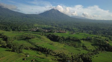 Bali 'deki Jatiluwih pirinç tarlalarının havadan görünüşü. Kırsal kesimdeki bu yeşil teraslar turistlerin ilgi odağı haline geldi. Dağlar ve tepeler yeşil tarlaların arka planında görülebilir..