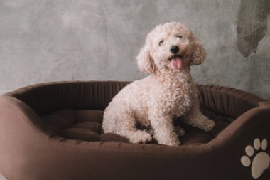 Minyatür bir kanişin portresi, beyaz kıvırcık kürklü, mutlu bir ifadeyle bir köpek yatağında oturuyor. Evde uyuyan bir köpek var. Evcil hayvan mağazası afişi. Oyundan sonra dinlenme ve iyileşme ve yürüyüş..