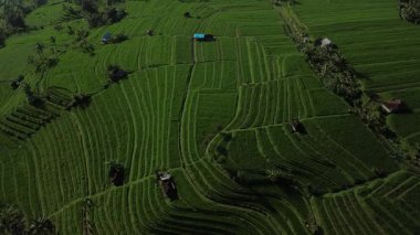 Bali 'deki Jatiluwih pirinç tarlalarının yukarıdan görünüşü. Kırsal kesimdeki bu yeşil teraslar turistlerin ilgi odağı haline geldi. Çiftlik hayatı, pirinç ekimi..