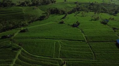 Bali 'deki Jatiluwih pirinç tarlalarının yukarıdan görünüşü. Kırsal kesimdeki bu yeşil teraslar turistlerin ilgi odağı haline geldi. Çiftlik hayatı, pirinç ekimi..