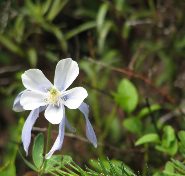 Colorado 'lu Macro Columbine çiçeği, yeşil yapraklı beyaz ve mavi renkli çiçekler. Çiçek sol alt köşede. Metin kaplaması için çok yer var..
