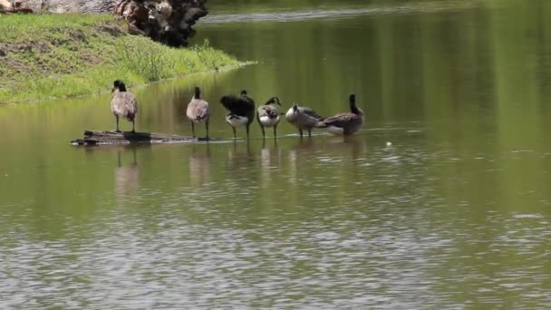 イリノイ州トルコ ベイウで撮影されたビデオ カナダの地元の家族は 池にログの上に立っている間 掃除と予防をします ナチュラルサウンドトラック — ストック動画