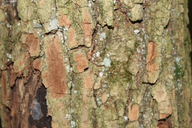 Lichen ve yosun, arka plan ve doku için kırmızı ağaç kabuğunu süper makro kaplamıştır. Tam gün ışığında çekilmiş..