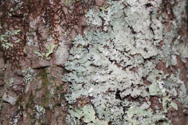 Lichen arka plan ve doku için süper makro ağaç kabuğu kaplamıştı. Tam gün ışığında çekilmiş..