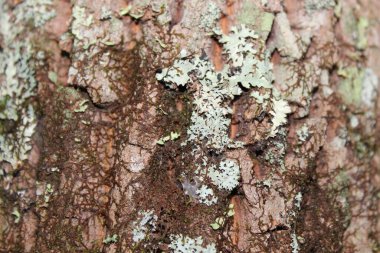Lichen arka plan ve doku için ağaç kabuğu makrosu kaplamıştı. Tam gün ışığında çekilmiş..