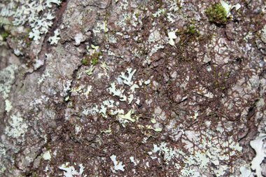 Lichen arka plan ve doku için ağaç makrosunu kaplamıştı. Tam gün ışığında çekilmiş..