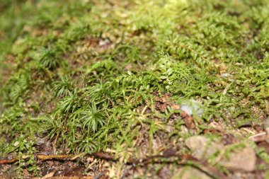 Çam ağacından yapılmış makro güneş ışığıyla kaplı bir yer. Ben gerçekten perileri arıyordum..