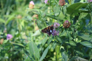 Yaban Çiçeği Üzerine Güve Siyah ve Turuncu Macro Yeşil Yaprak Arkaplanı