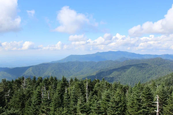 Stora Smokey Mountains Pine Trees Med Blå Himmel Och Åskhuvuden — Stockfoto