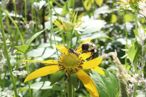 Arı ve Böcek Sarı Daisy Macro 'nun üstünde. Kamerada makro ayar kullanılarak tam gün ışığında çekiliyor.