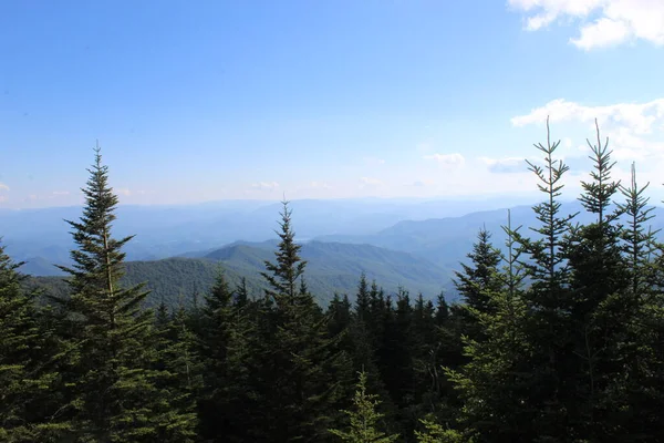 Great Smokey Mountains Thick Pine Trees Close Céu Tão Azul — Fotografia de Stock