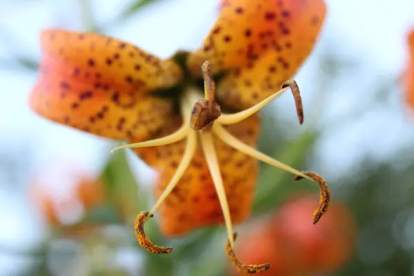 Lilium Superbum Türkleri Kaptan Lily Flower Super Macro. Stamens sana doğru geliyor. Turuncu ve kahverengi renkler! Makro ayarda kamera ile çekildi.