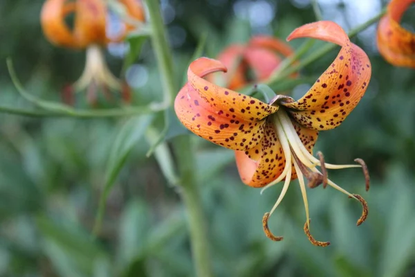 Lilium Superbum Türkleri Kaptan Lily Flower Super Macro. Turuncu ve kahverengi renkler! Makro ayarda kamera ile çekildi