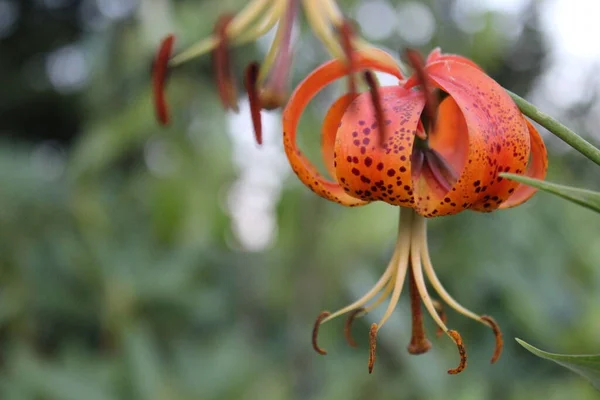 Lilium Superbum Türkleri Kaptan Lily Flower Macro. Turuncu ve kahverengi renkler! Makro ayarda kamera ile çekildi