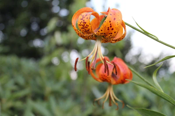 Lilium Superbum Turks Cap Lily Flowers Close Killer Orange Brown — Stock Photo, Image