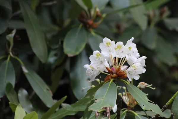 Beyaz rhododendron ağacı, koyu yeşil yapraklı arka planda çiçek açar. 300mm 'lik mercekle yakın çekim yapılmış..