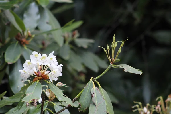 Flor Rododendro Blanco Con Aguja Flor Cerca Disparo Con Lente —  Fotos de Stock