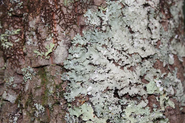Lichen arka plan ve doku için süper makro ağaç kabuğu kaplamıştı. Tam gün ışığında çekilmiş..