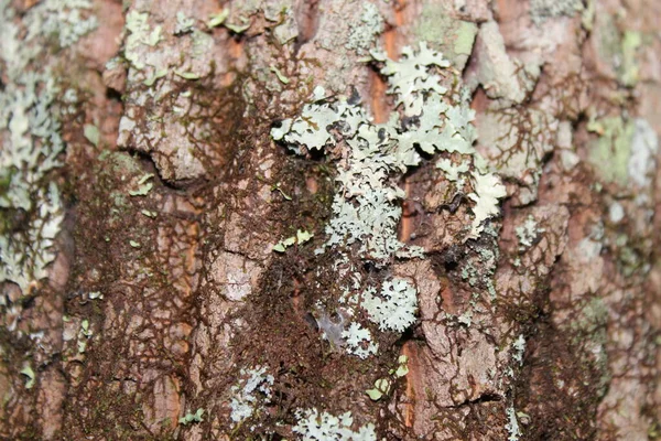 Lichen arka plan ve doku için ağaç kabuğu makrosu kaplamıştı. Tam gün ışığında çekilmiş..