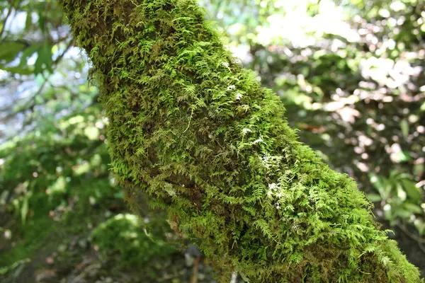 美丽的松树的宏观 表面是苔藓 上面覆盖着一棵树 闪烁着阳光 我真的是在找仙子 — 图库照片
