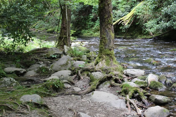Wunderbar Alte Freigelegte Baumwurzeln Die Sich Fluss Felsen Klammern Überall — Stockfoto