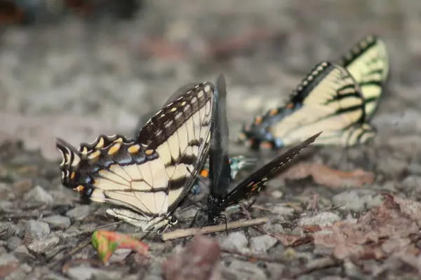 Две Белые Бабочки Две Черные Бабочки Едят Лесной Подстилке Выстрел — стоковое фото