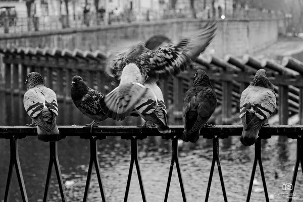 橋の上の美しい鳩 — ストック写真