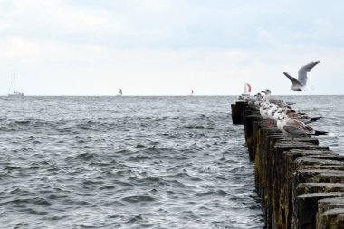 Martılar rıhtımda duruyor. deniz ve gökyüzü