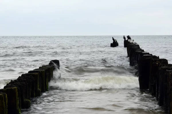 バルト海の古い防波堤は — ストック写真