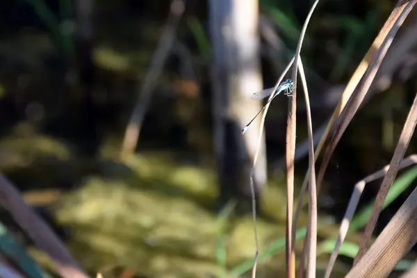 Libelle Auf Einem Zweig Der Pflanze — Stockfoto