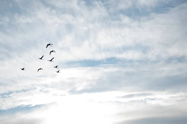 Flock Geese Flying Sky — Stock Photo, Image